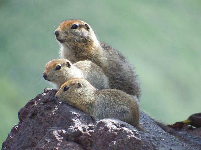 100+ Free Gopher & Animal Images