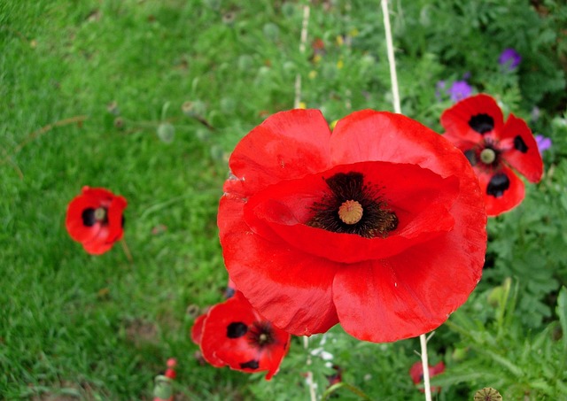 Free Poppy Grown Poppy photo and picture