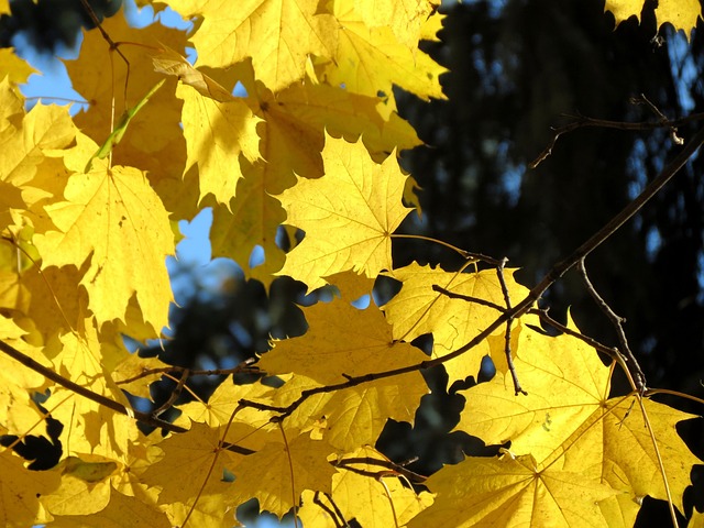Free Autumn Yellow Leaves photo and picture