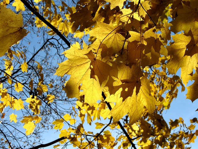 Free Autumn Yellow Leaves photo and picture