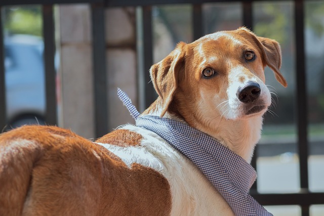 犬, 子犬, マスコット, 動物, 雌犬, 犬のプロフィール, 愛らしい, 甘味
