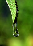 drip, leaf, drop of water