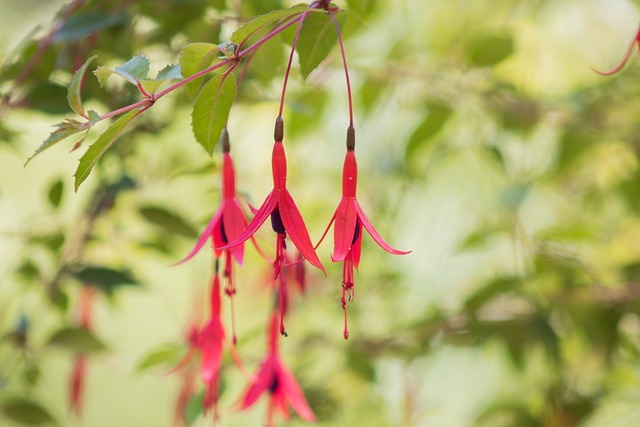 花, フラワーズ, 小さな花, バネ, フロリル, 花が咲く, 繊細な花
