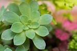 flower, flowers, small flower