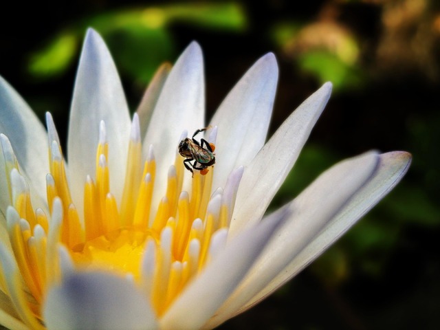 Lotus, Biene, Blume, Seerose, Weiß, Gelb