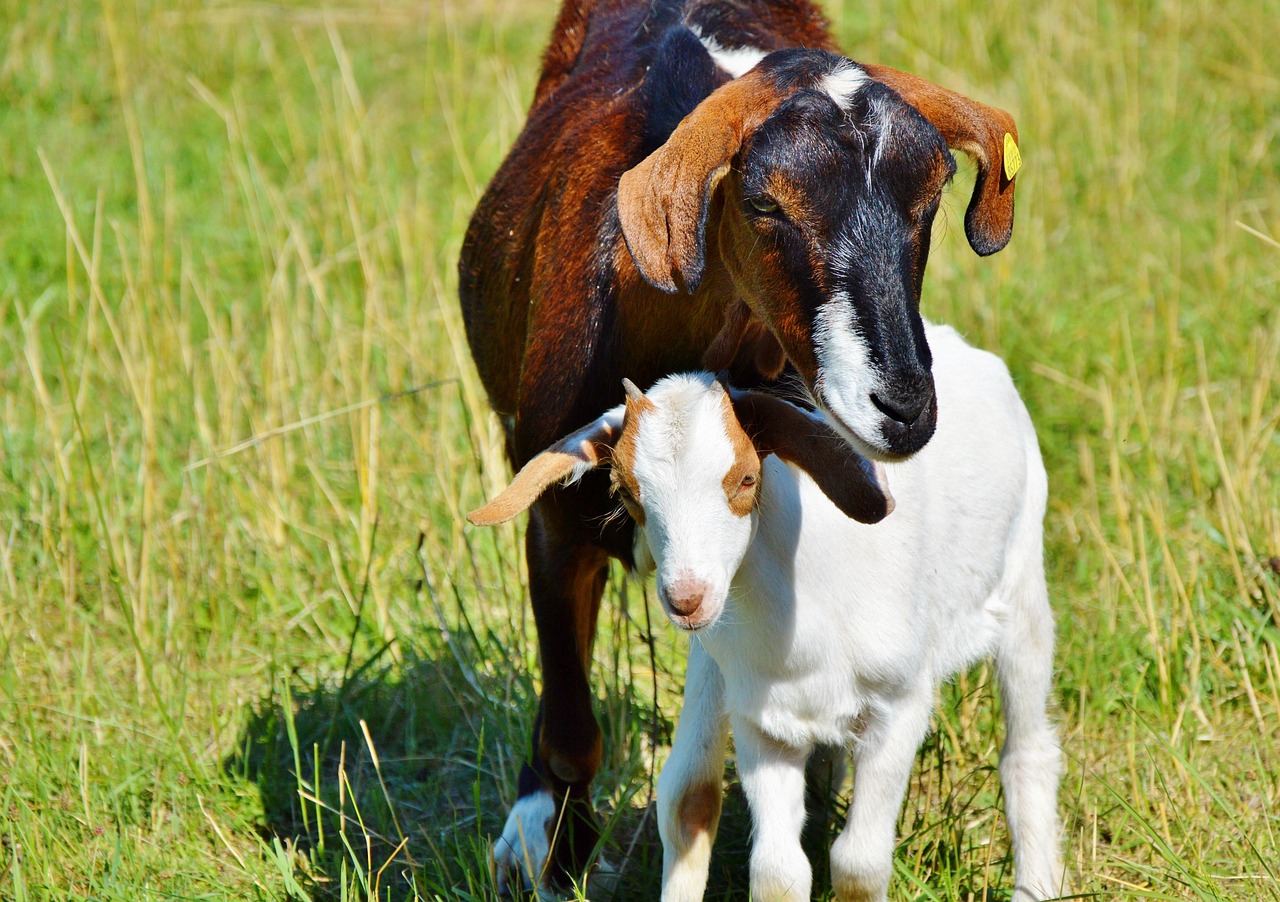 Goat Bitch Little Kids Farm - Free photo on Pixabay - Pixabay