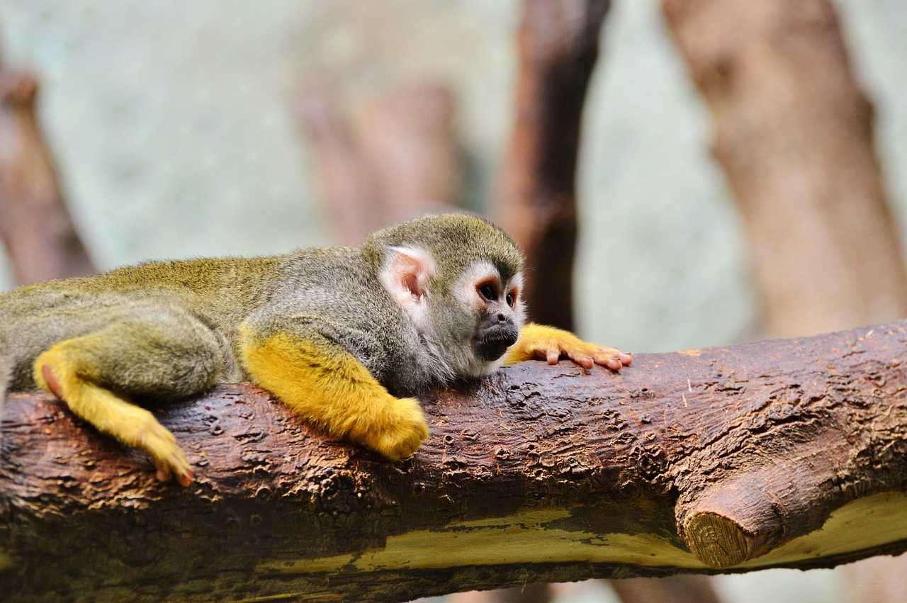 Ape - free online jigsaw puzzle photo