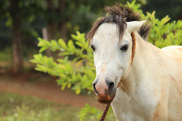 Free Animals Horse photo and picture