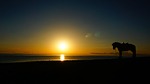 sunrise, horse, river