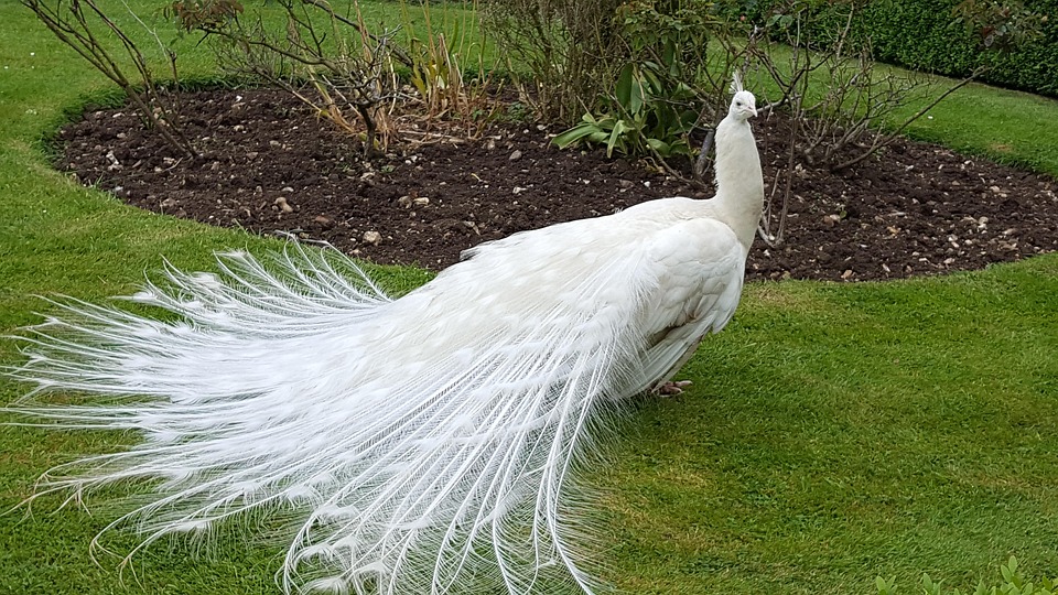 Peahen Bird Feathers Free photo on Pixabay Pixabay