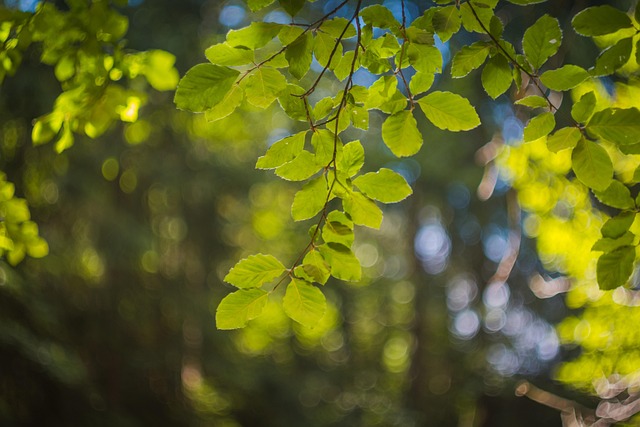 树叶 光 夏天 - Pixabay上的免费照片 - Pixabay