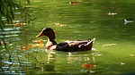 duck, park, water
