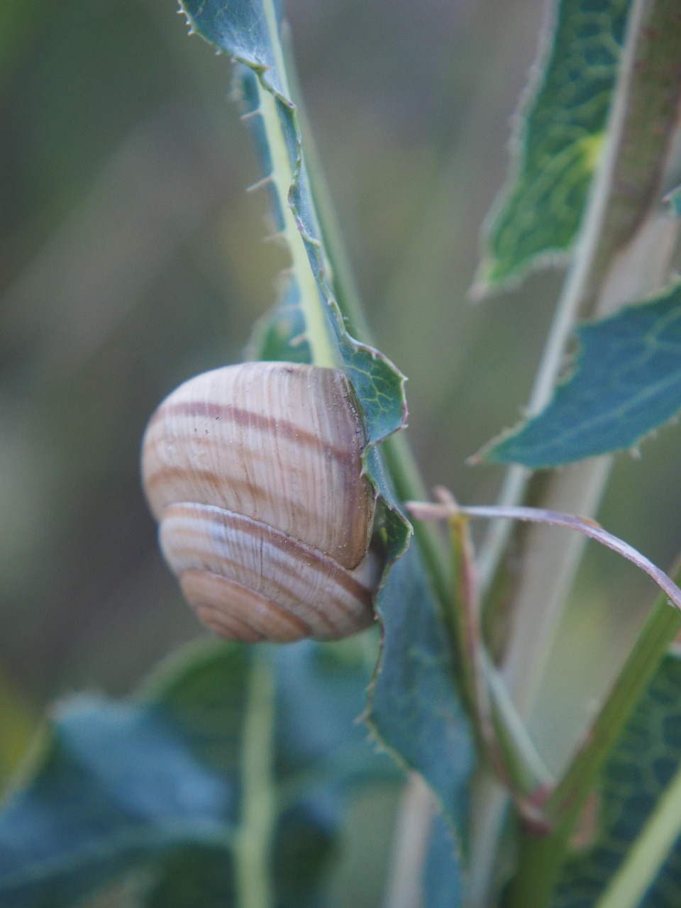 Siput Kerang Alam - Foto gratis di Pixabay - Pixabay
