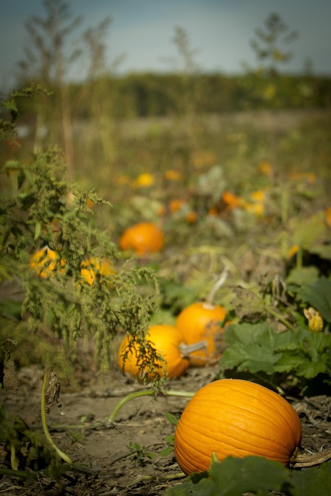 Pumpkin Patch - Free photo on Pixabay