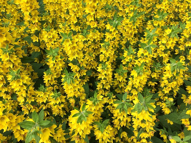 Free Flowers Yellow photo and picture