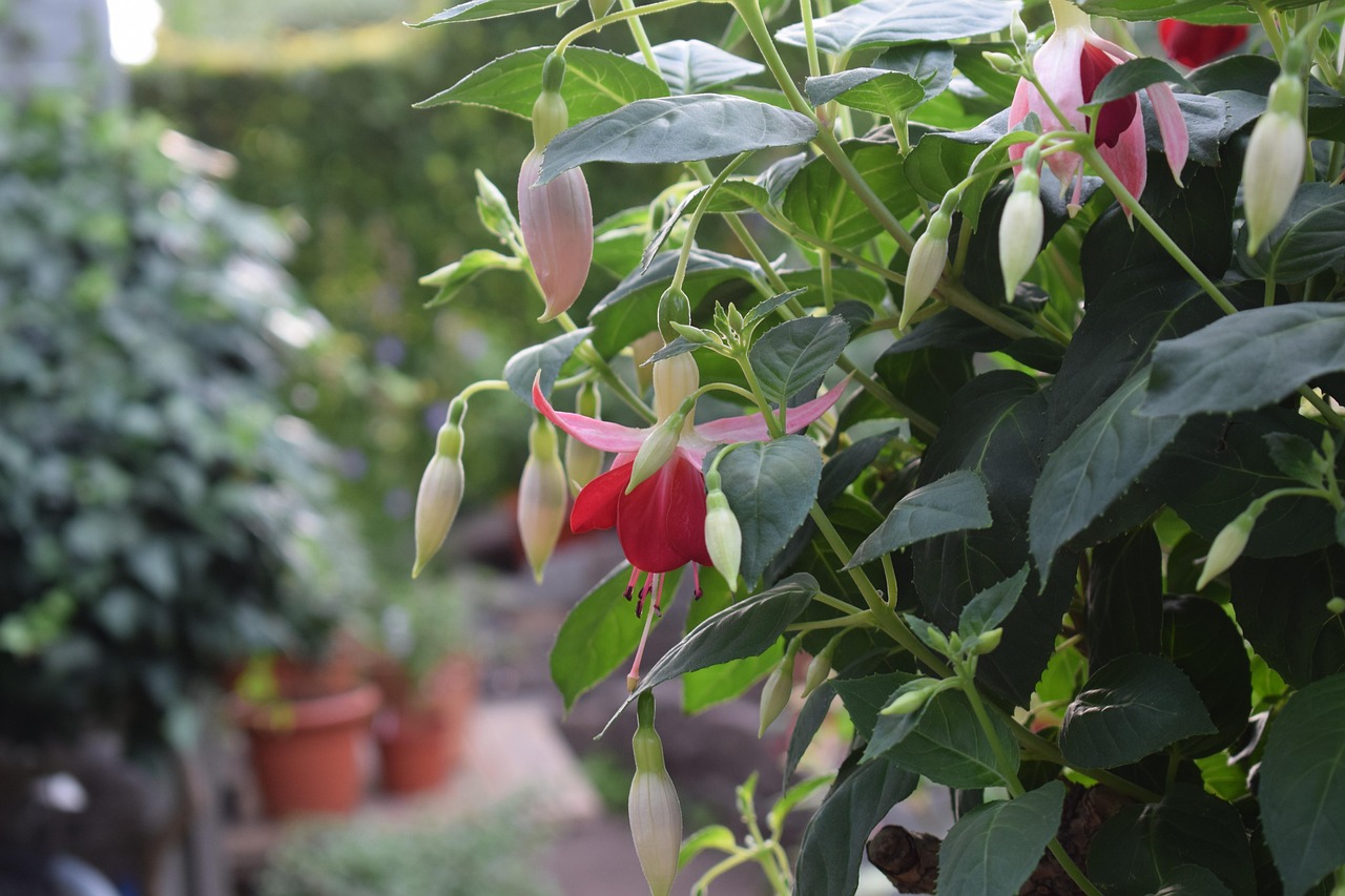 Fuchsia Taman Bunga-Bunga - Foto gratis di Pixabay - Pixabay