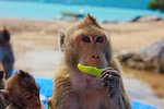monkey, toque, view