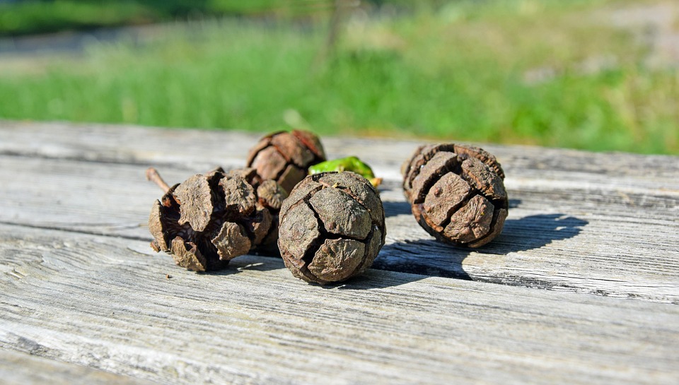 Pine Cones Nature Bench - Free photo on Pixabay - Pixabay