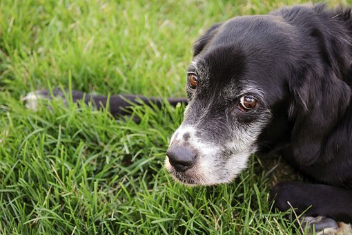 Free Black Labrador photo and picture