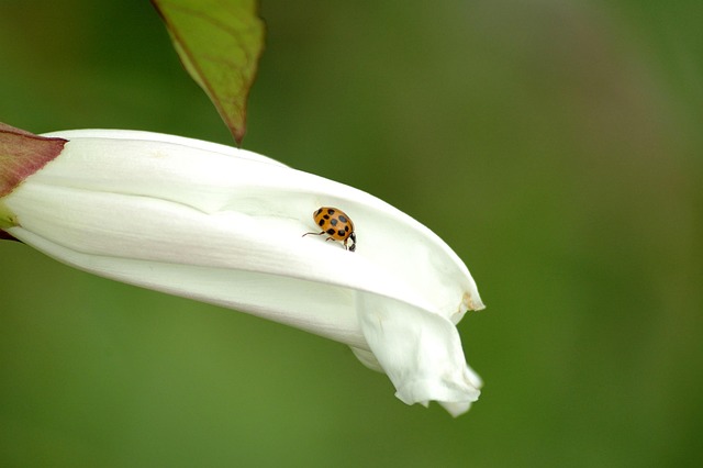 Free Ladybug Blossom photo and picture