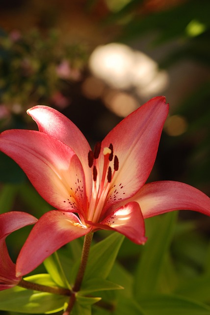 Free Lily Bloom photo and picture