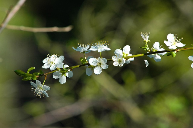 Free Blossoms Flowers photo and picture
