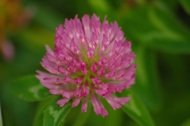 Free Clover Pink photo and picture