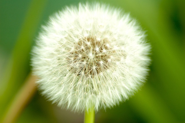 Free Dandelion Weeds photo and picture