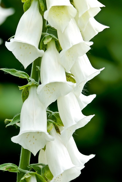 Free Wildflowers Forest photo and picture