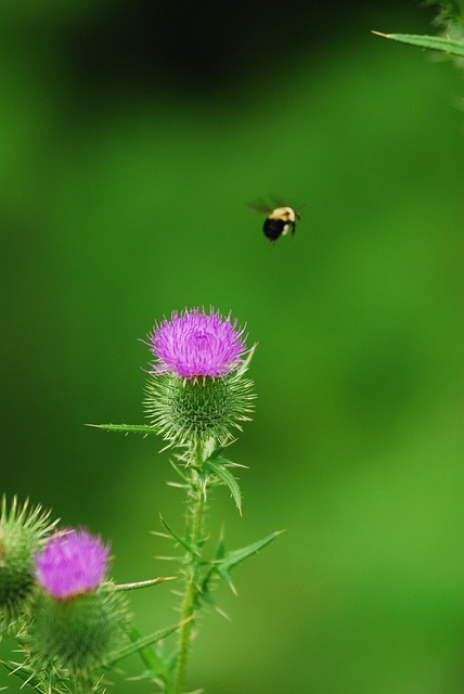 Free Bumblebee Thistle photo and picture