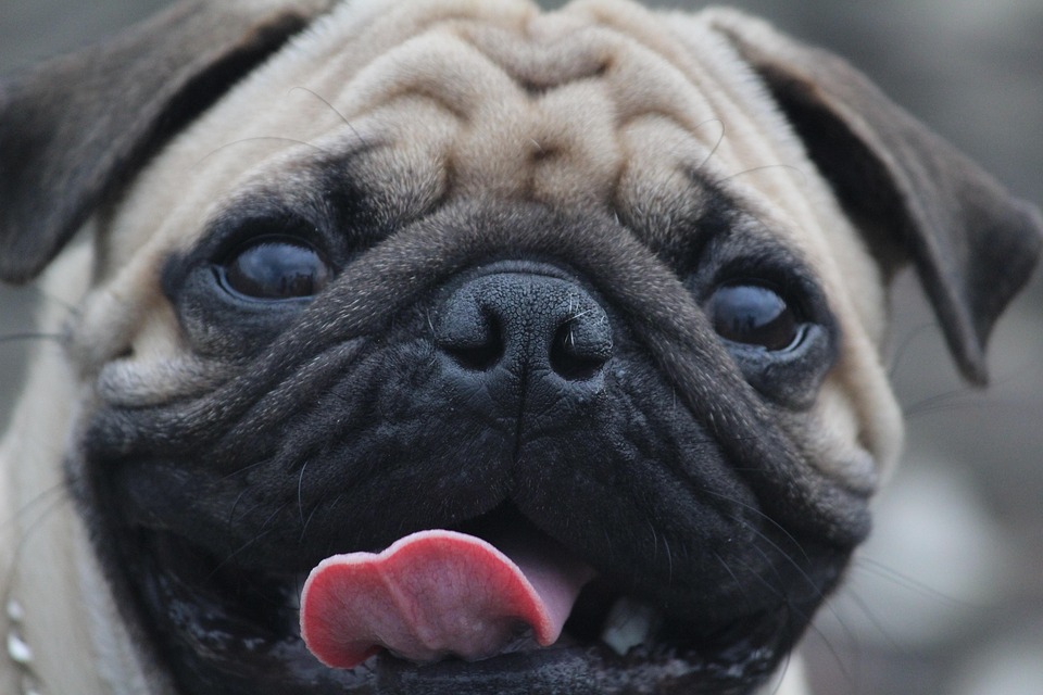Carlino Lingua Rughe Occhi Foto Gratis Su Pixabay