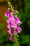sedative vineyards, flower, pink flower