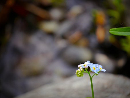 Primula, Natur, Alperne, Smukke Blomster