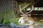 dámszarvas, mammal, animal