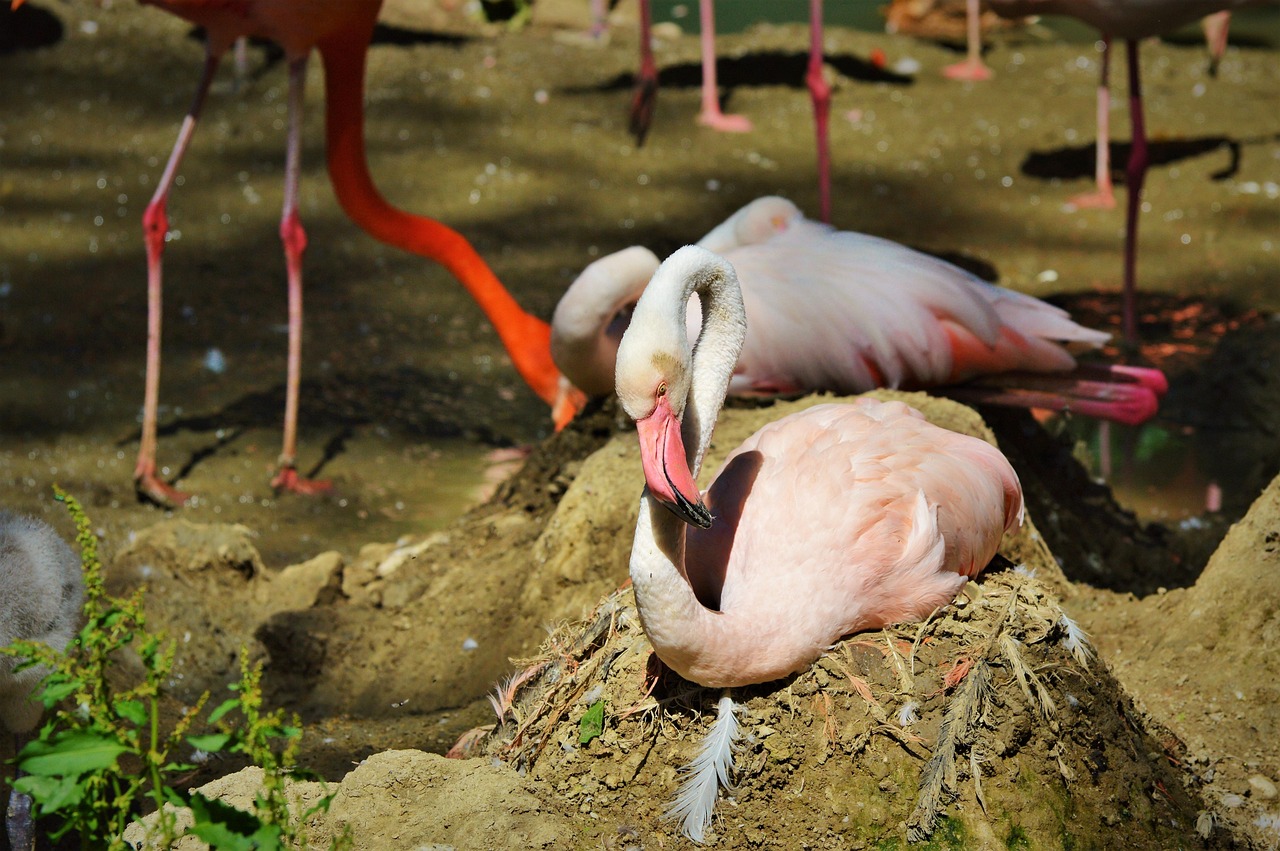 Flamingo Pássaro Rosa - Foto gratuita no Pixabay - Pixabay
