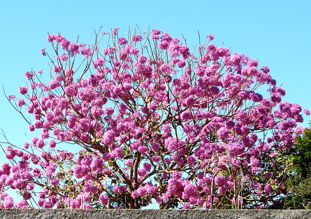 Ipê Rosa, Árvore, Madeira, Flores