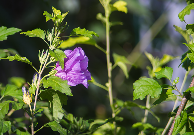 Page 23 - 4,000+ Free Hibiscus & Nature Images - Pixabay