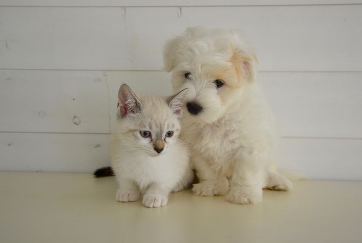 犬と猫 写真 - 無料イメージのダウンロード - Pixabay