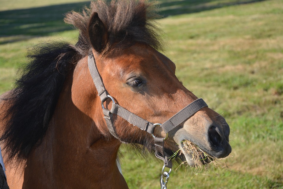 Shetland-Pony, Wiederkäuer Und Frisst Heu, Marin, Mähne