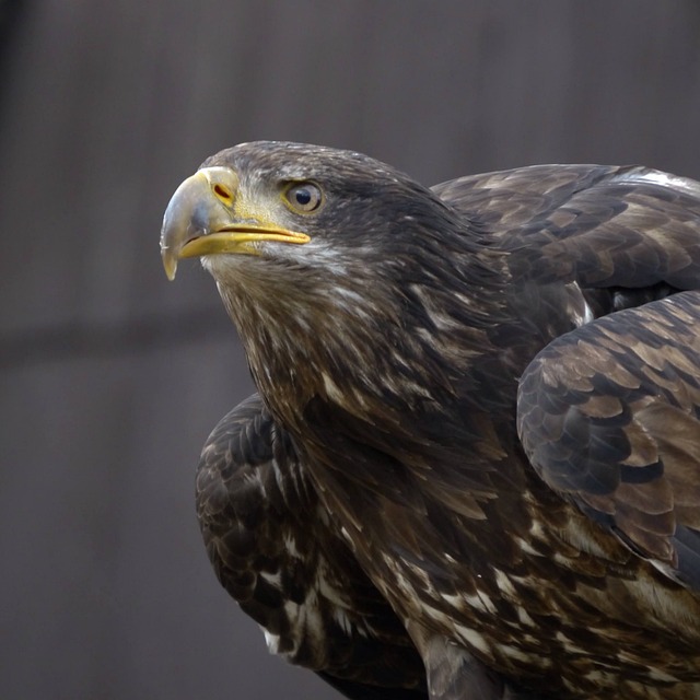 Greifvogel, Adler, Raubvogel, Vogel