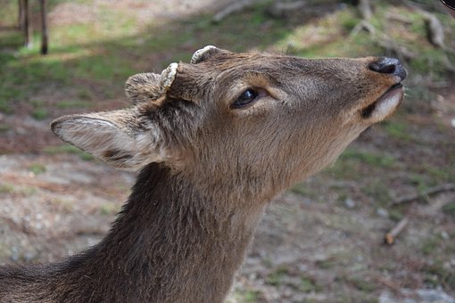 Reh, Nahaufnahme, Lieblich, Rehwild