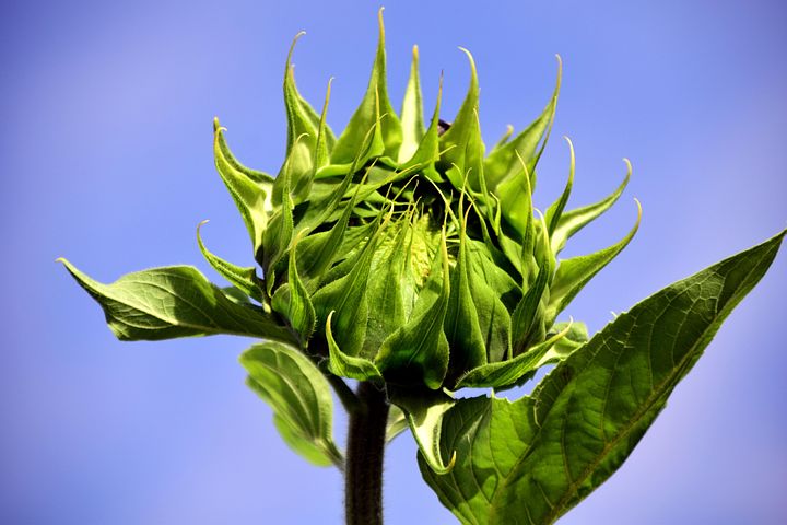100以上の無料ひまわりのつぼみ&花画像 - Pixabay