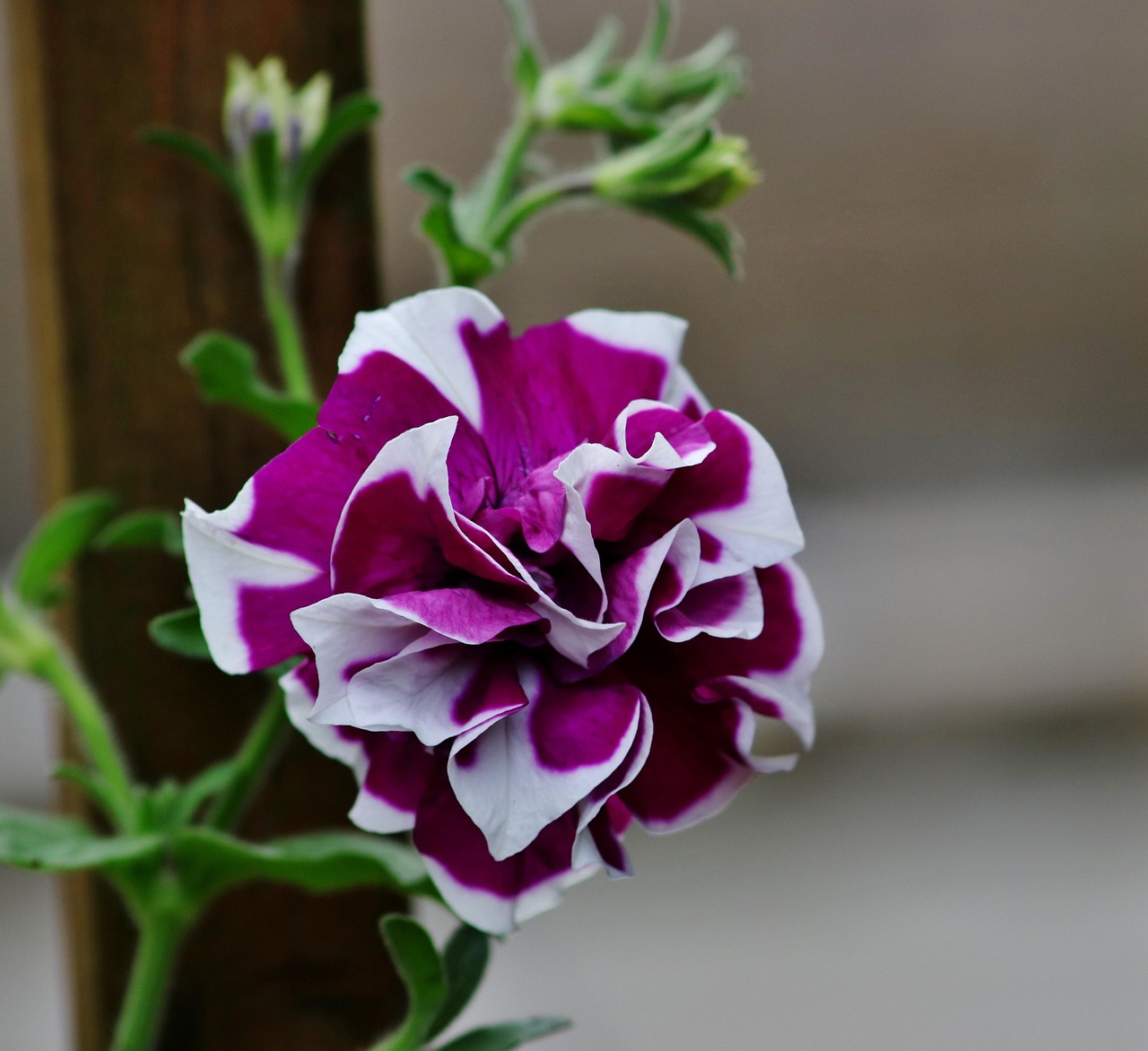 bunga-kebun-ungu-dan-putih-foto-gratis-di-pixabay-pixabay