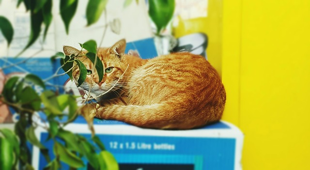 Free Cat Street photo and picture