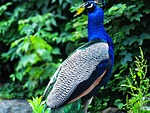 bird, birds, peacock