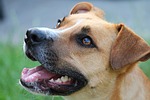dog, hybrid, portrait