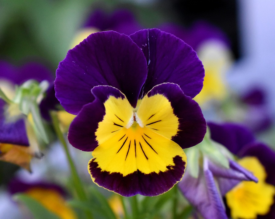 Viola Del Pensiero Fiore E Foto Gratis Su Pixabay Pixabay Viola Del Pensiero Fiore E Foto Gratis Su Pixabay Pixabay