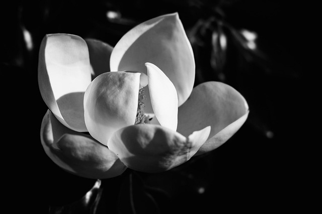 Free Flora Floral photo and picture
