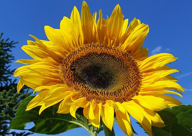 Free Sunflower Flower photo and picture