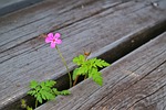 plant, stairs, nature